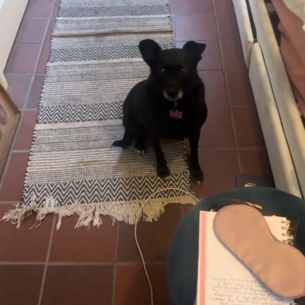black dog sitting