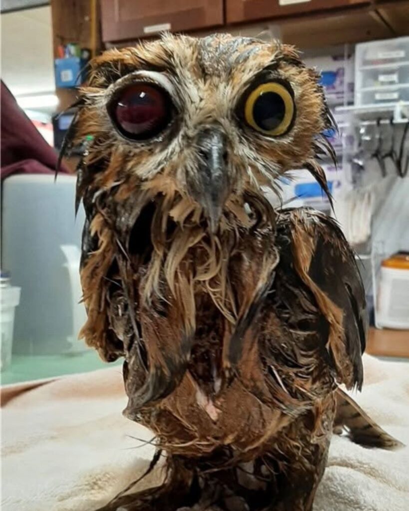 wet owl with red eye