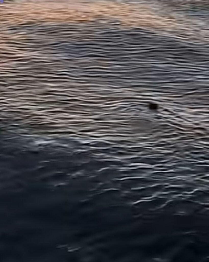 dark shape in water