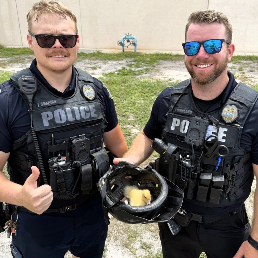 officers holding a helmet with a duckling in it
