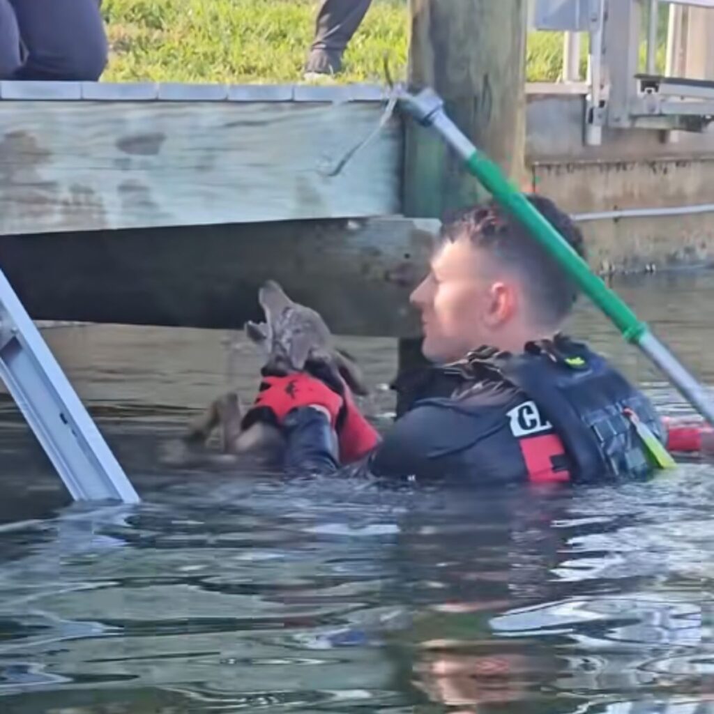 man holding a coyote in water