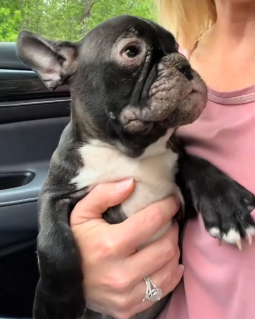 woman holding a french bulldog in a car