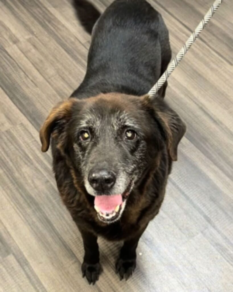 black dog with gray muzzle