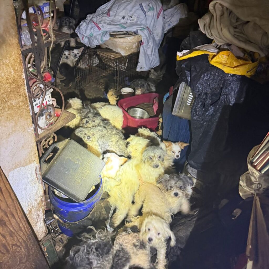 dozens of dogs in filthy place