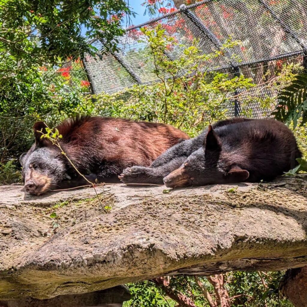 two young bears lying on the ground