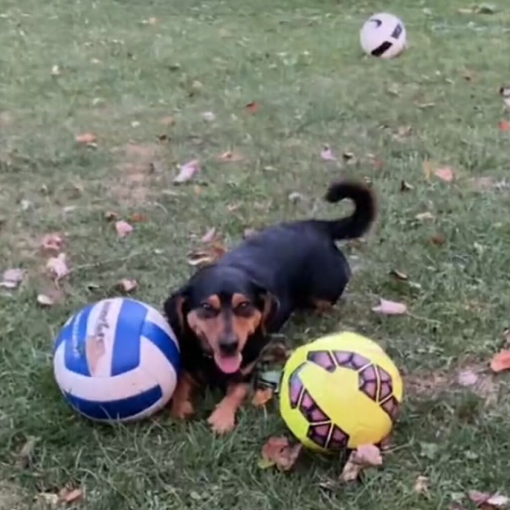 dog lying on the grass with two soccer balls