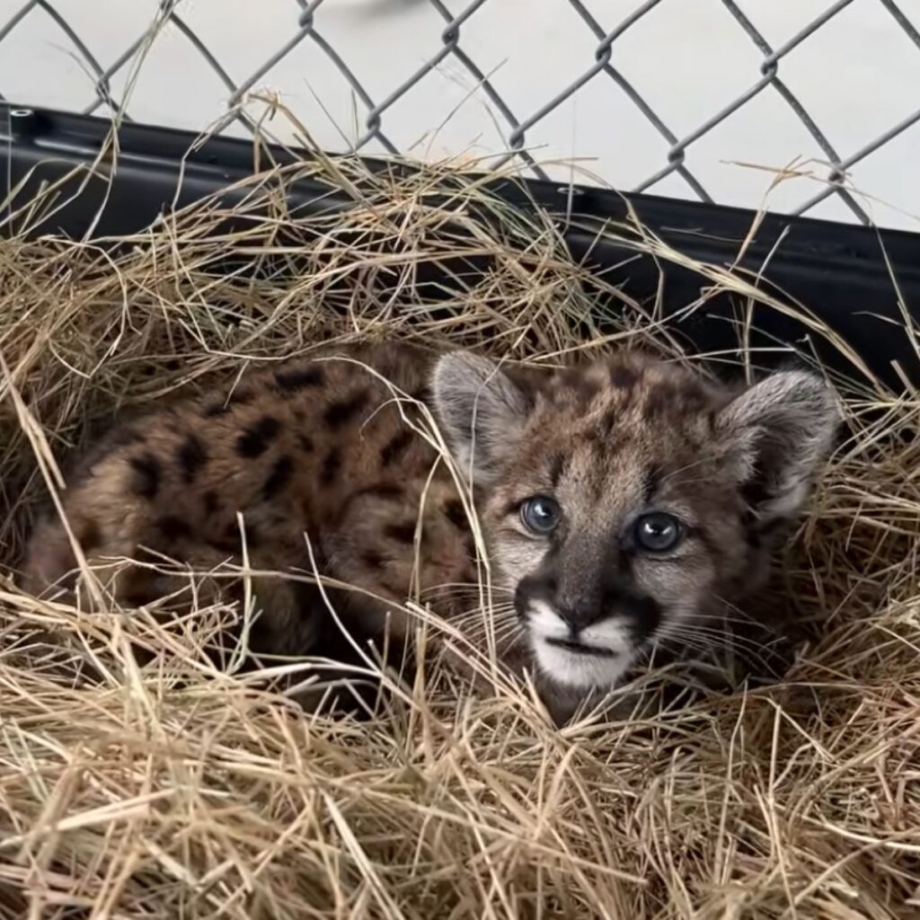 panther kitten lying on straw
