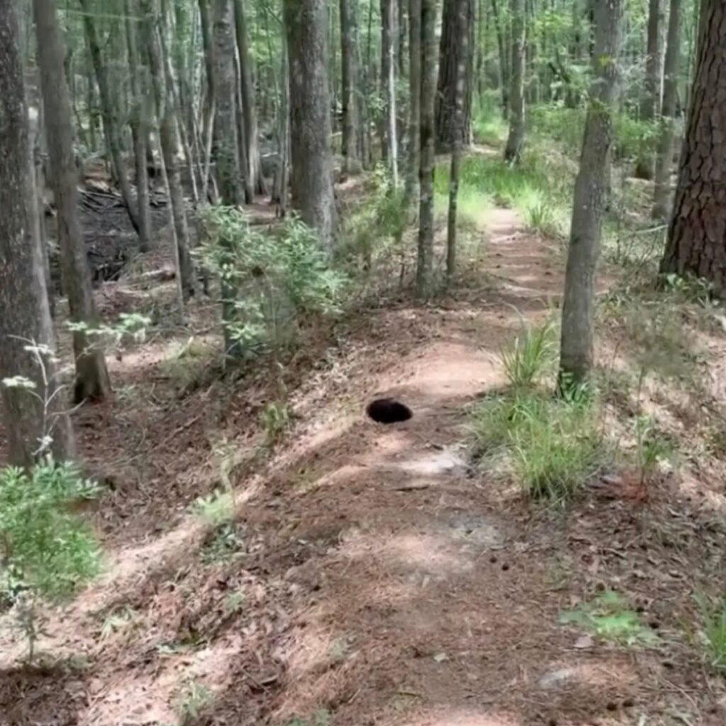 dark shape on the ground