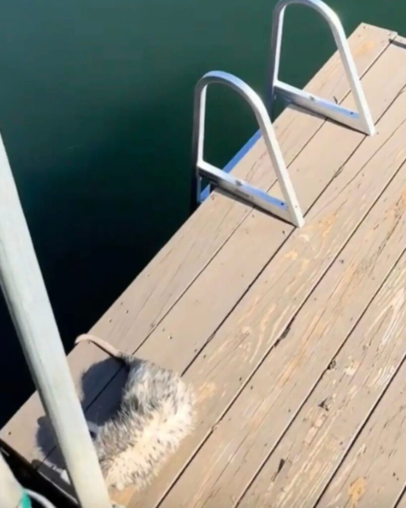 furry creature on a dock