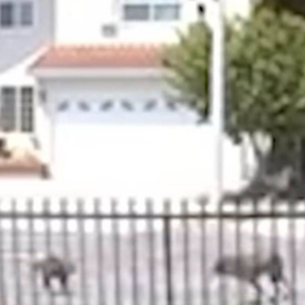 blurry image of two shapes on the street