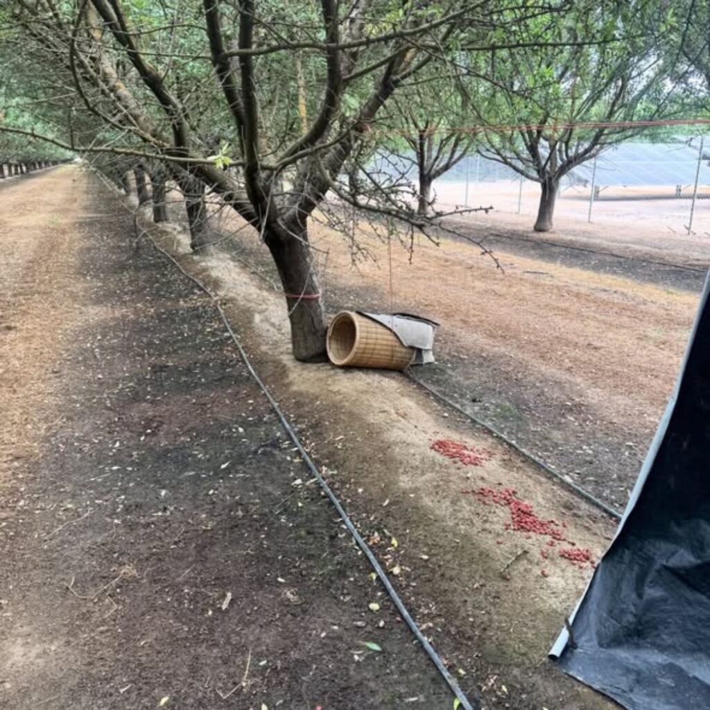 laundry hamper lying under a tree