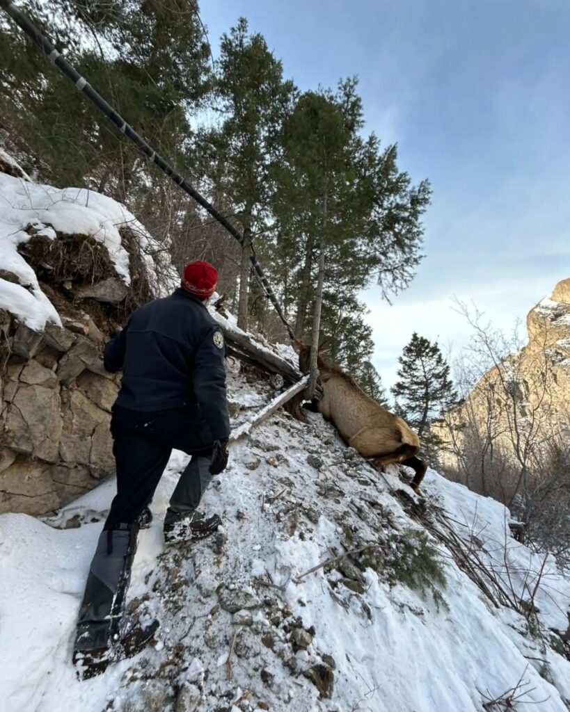 man approaching an elk on icy slope