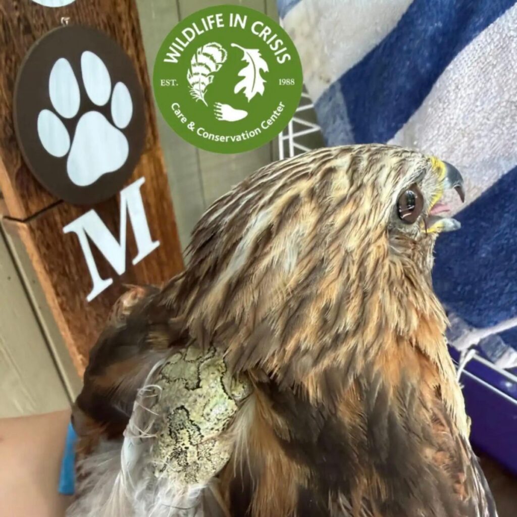 a hawk with frogs in its feathers