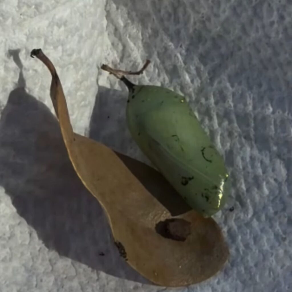 butterfly chrysalis and a leaf on a towel