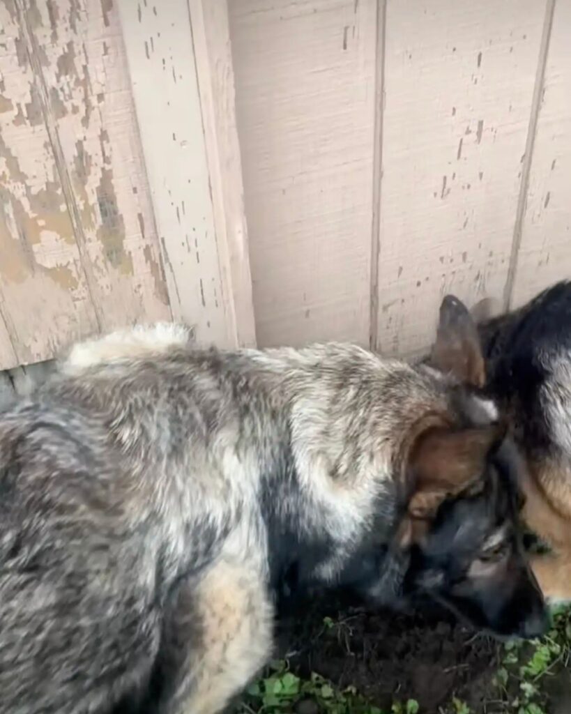 two german shepherds checking something in the grass