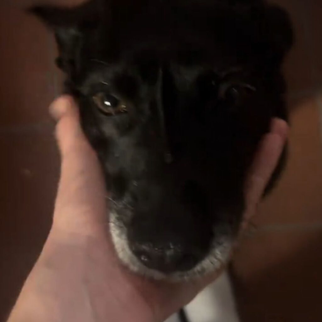human cuddling dogs chin