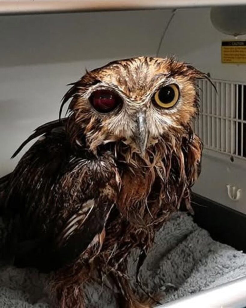 owl with red eye in a kennel
