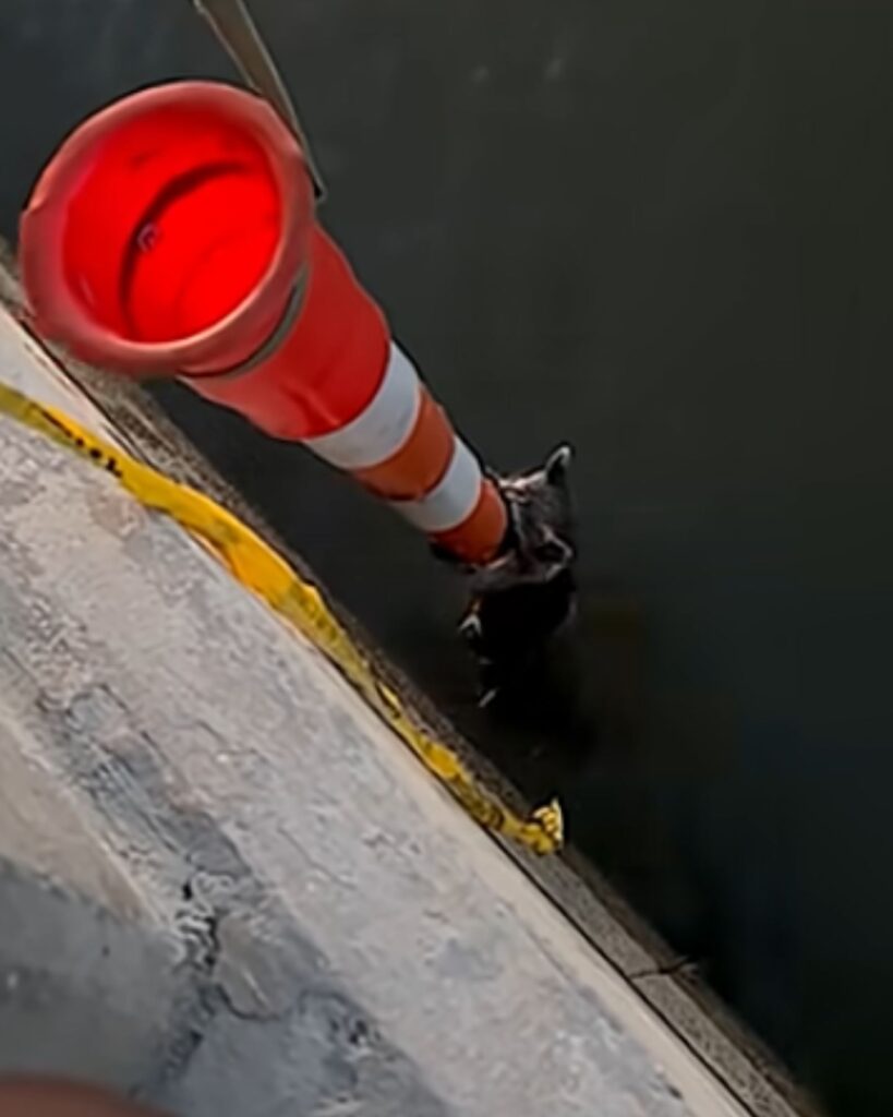 animal in water holding to a traffic cone