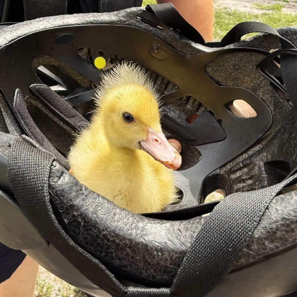 duckling in a helmet