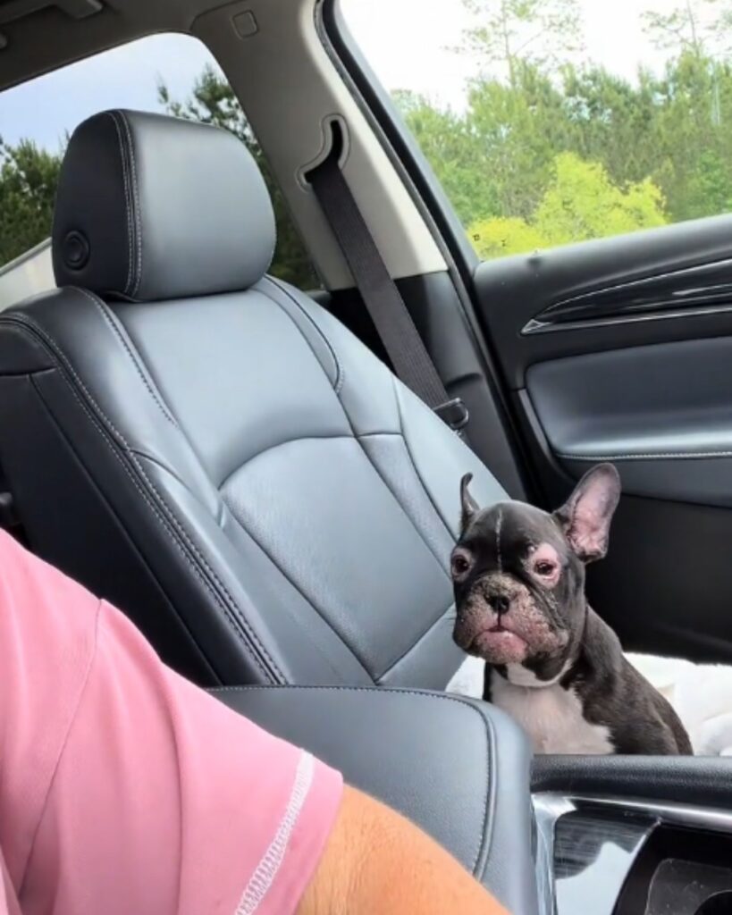 french bulldog sitting in a passenger seat