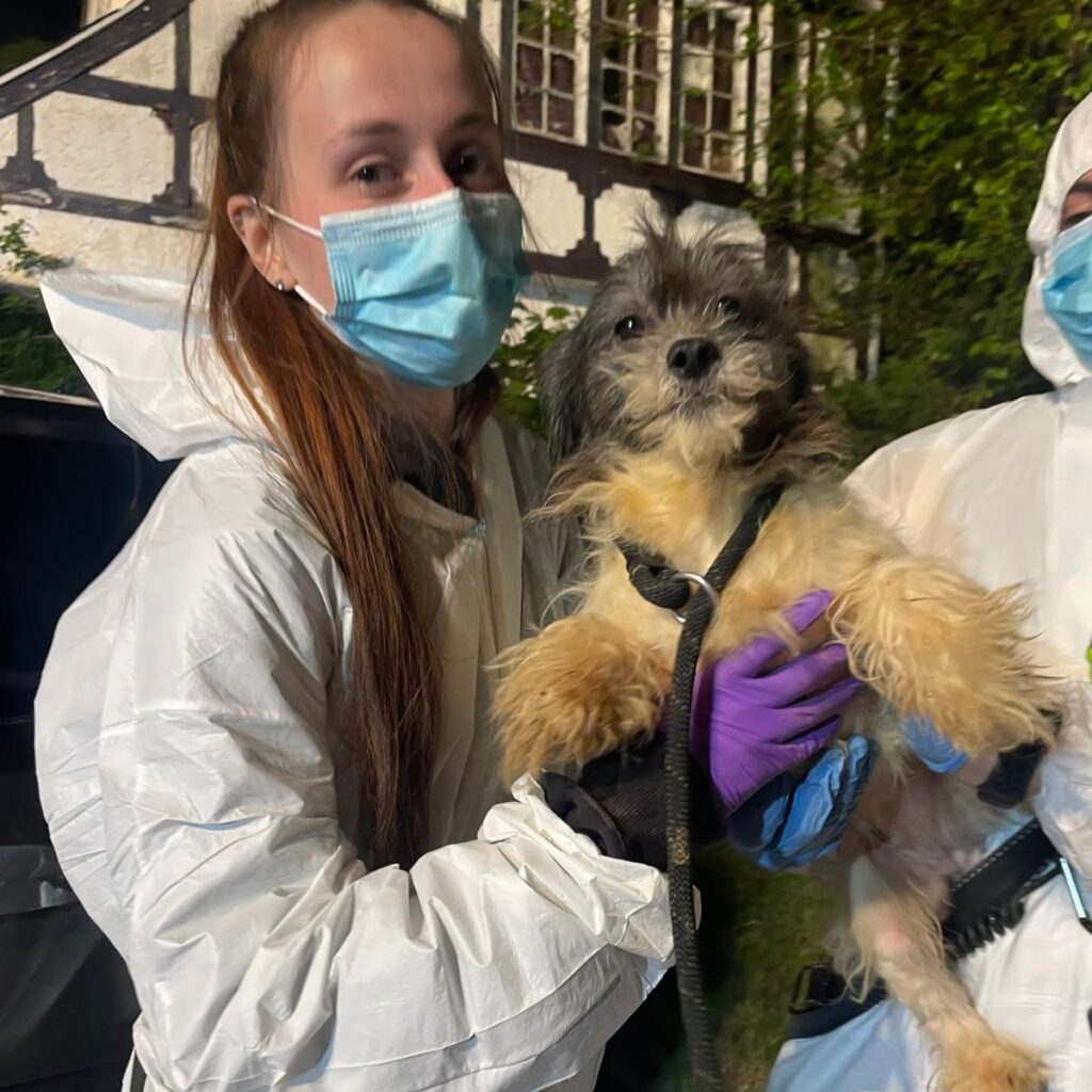 rescuer holding a little dog