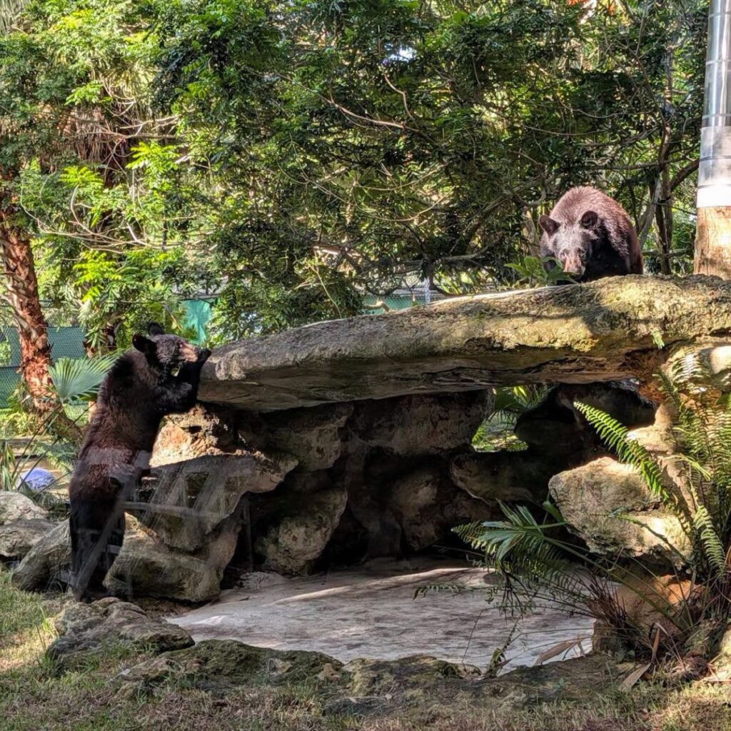 two young bears exploring in nature