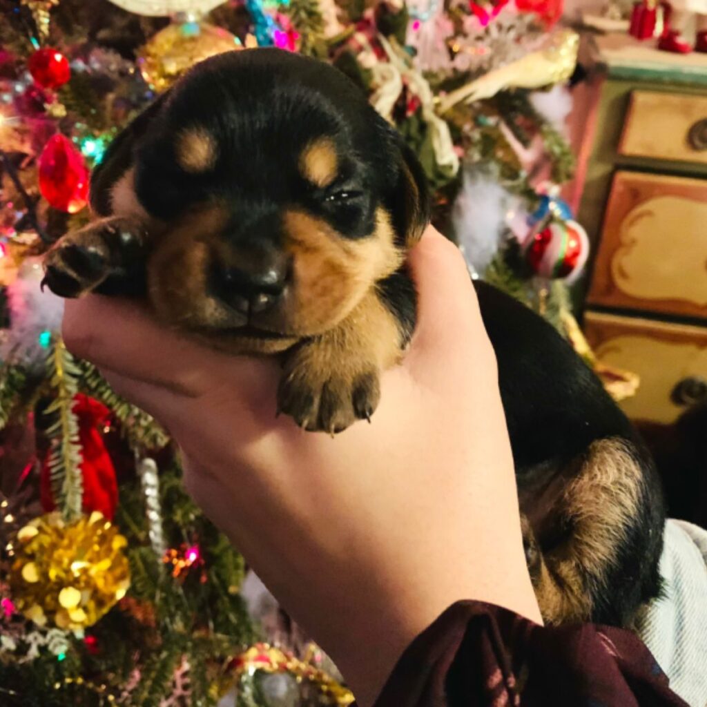 little puppy in a human hand in front of a christmas tree