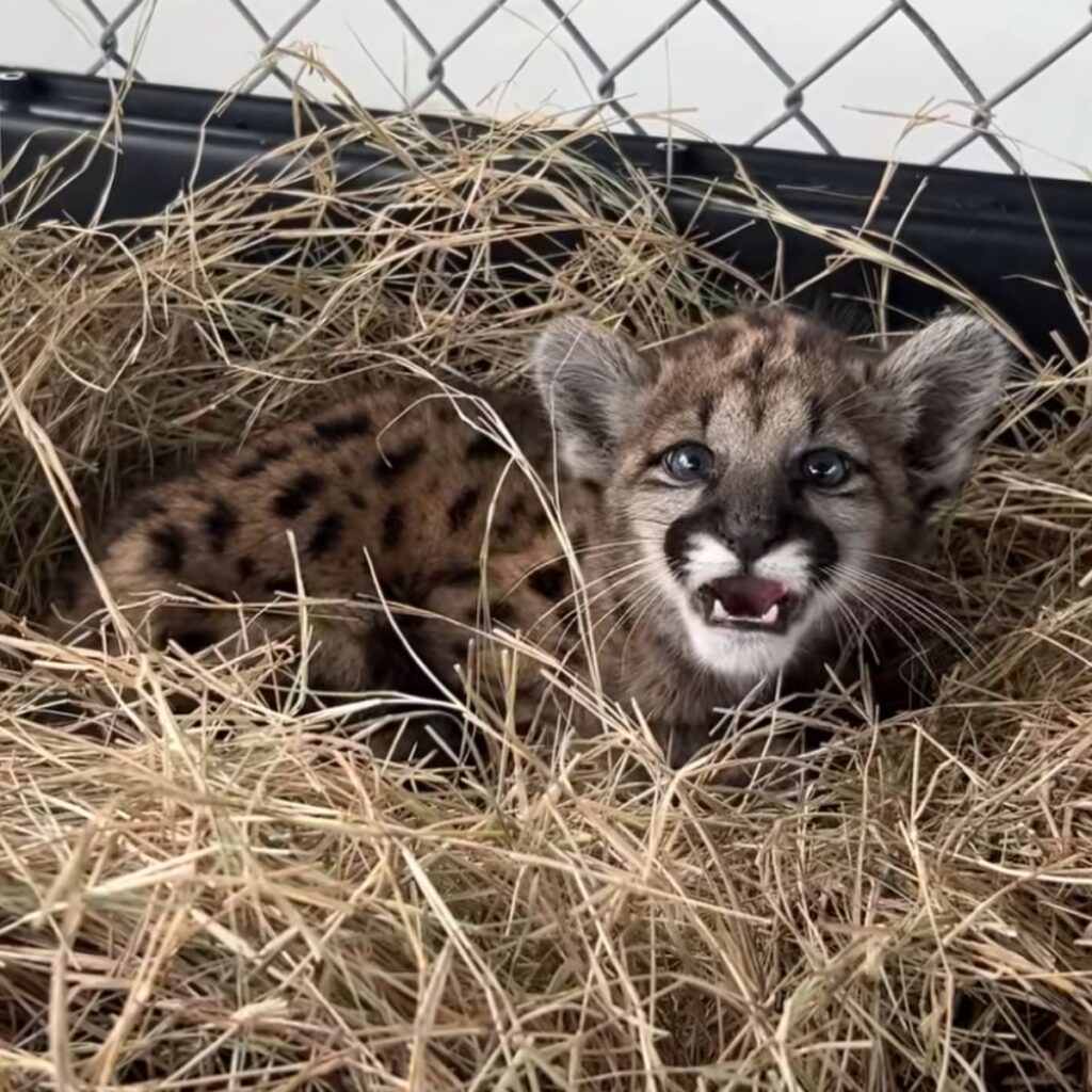 panther kitten lying on straw with open mouth