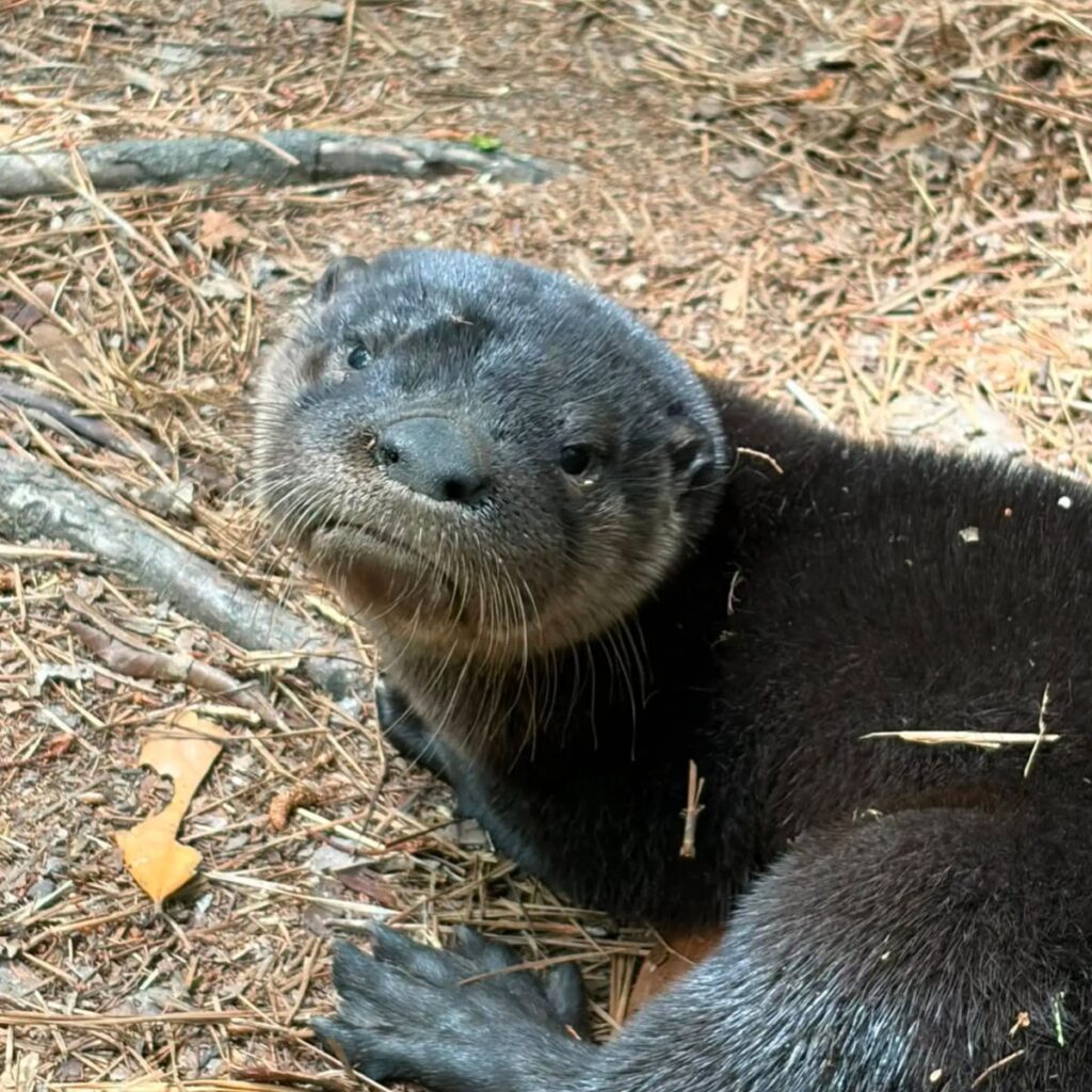 otter looking at camera