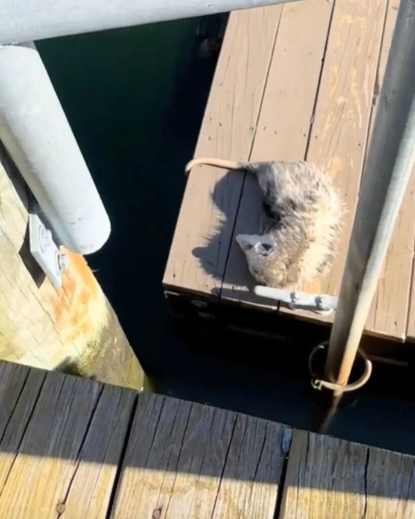 opossum lying on a dock