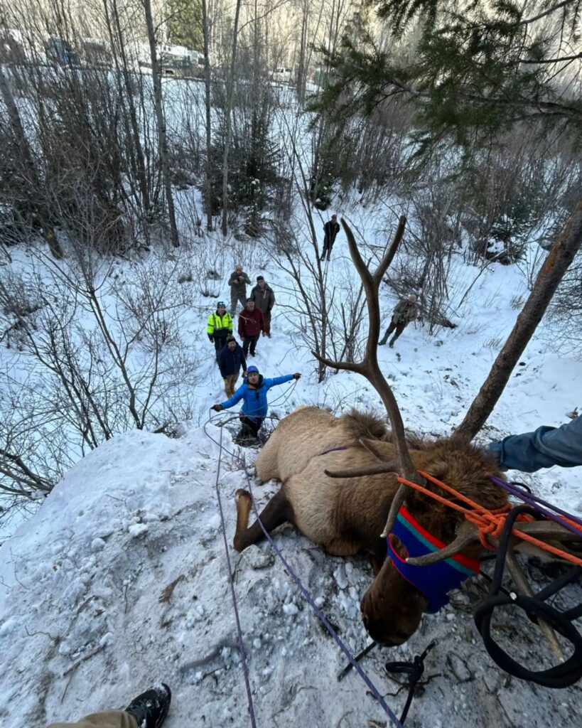 several people saving an elk stuck in ropes on a slope