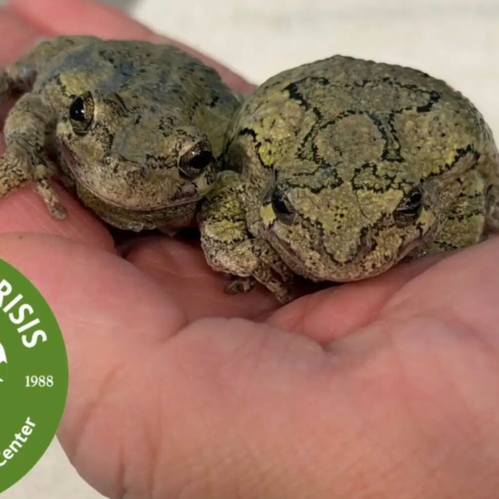 two frogs on a palm