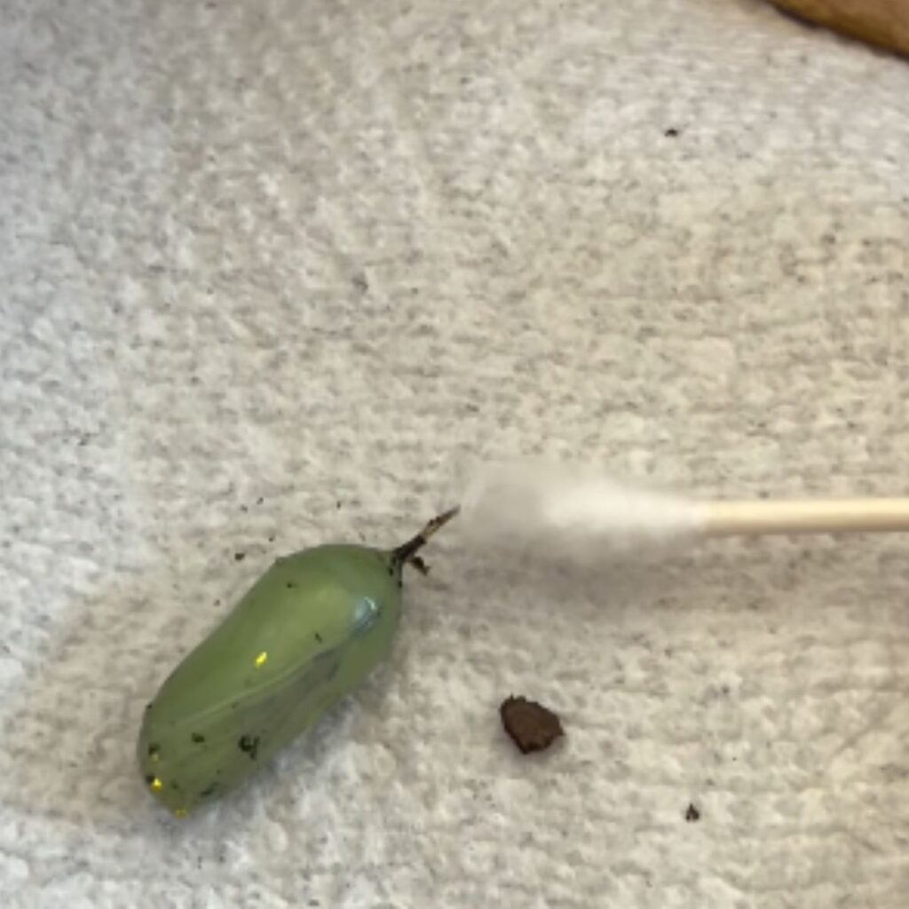 butterfly chrysalis on a q-tip