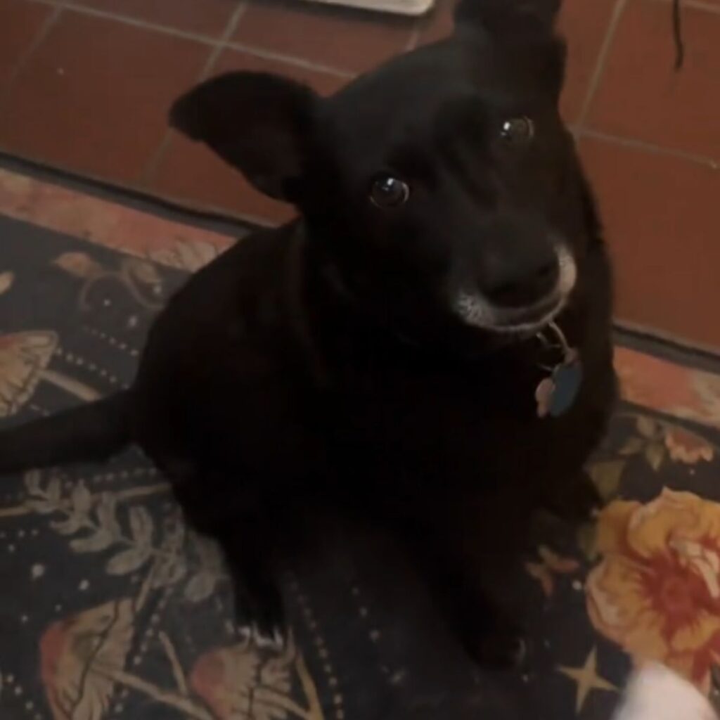 black dog looking at camera