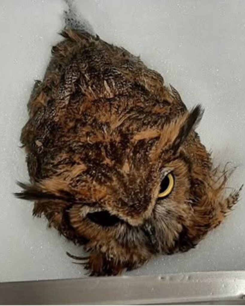 owl in bath foam