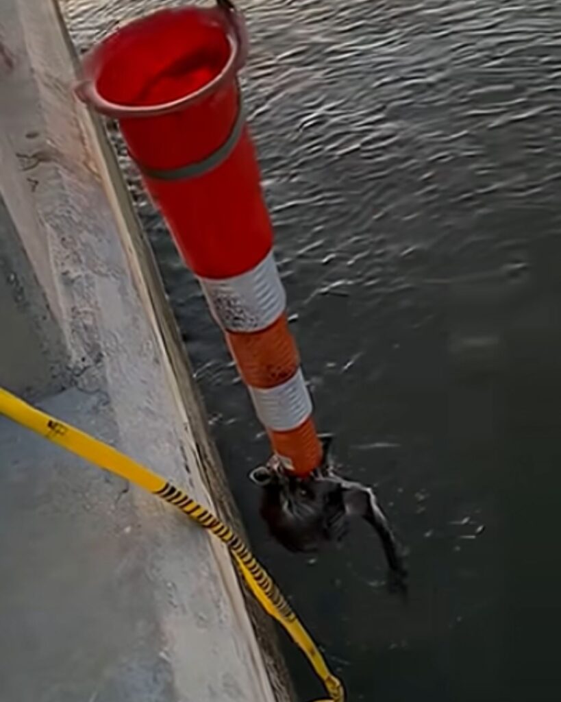 raccoon clinging to a traffic cone