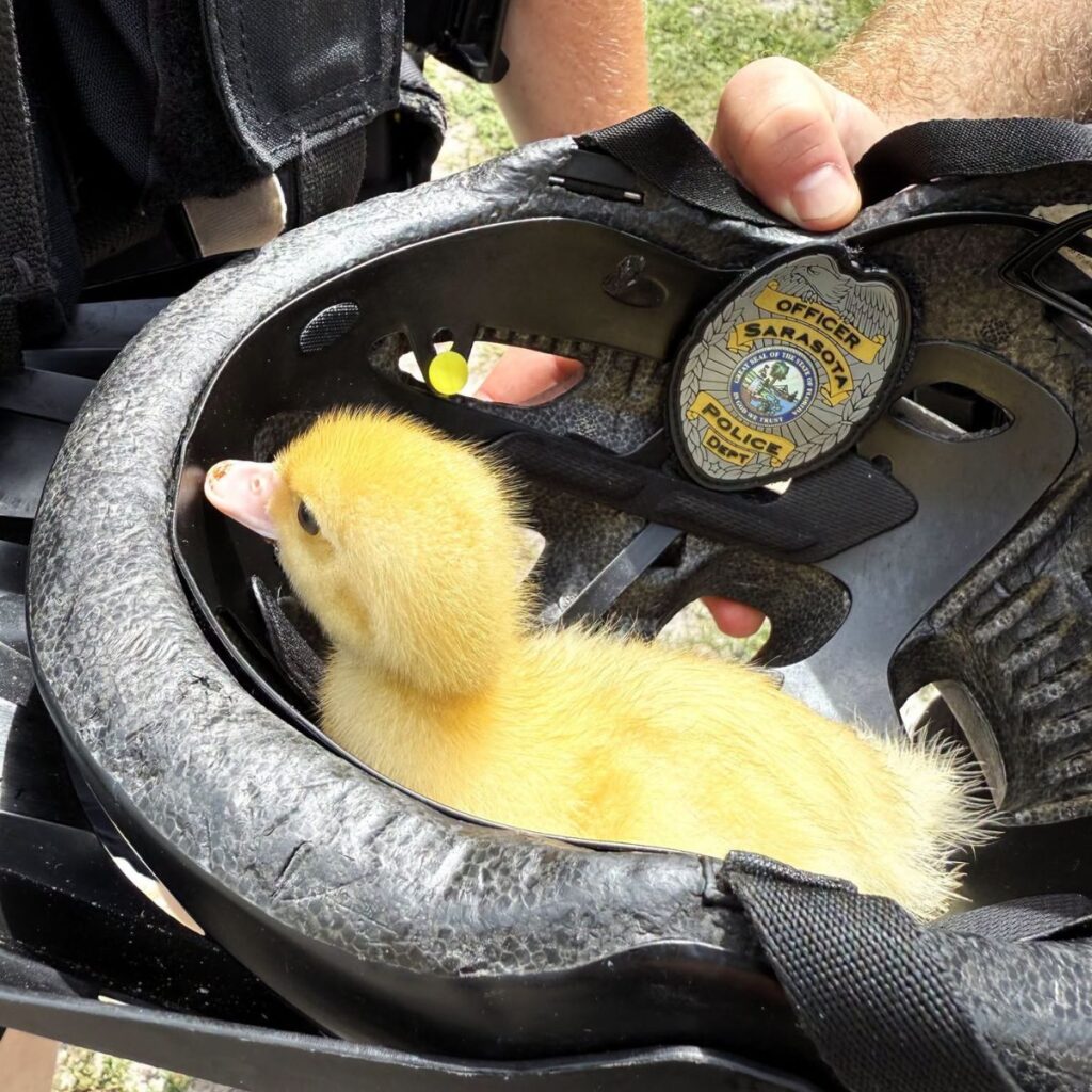 officer's hand holding a helmet with a duckling in it