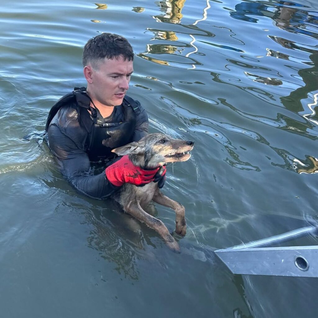 man holding a coyote by the neck in water