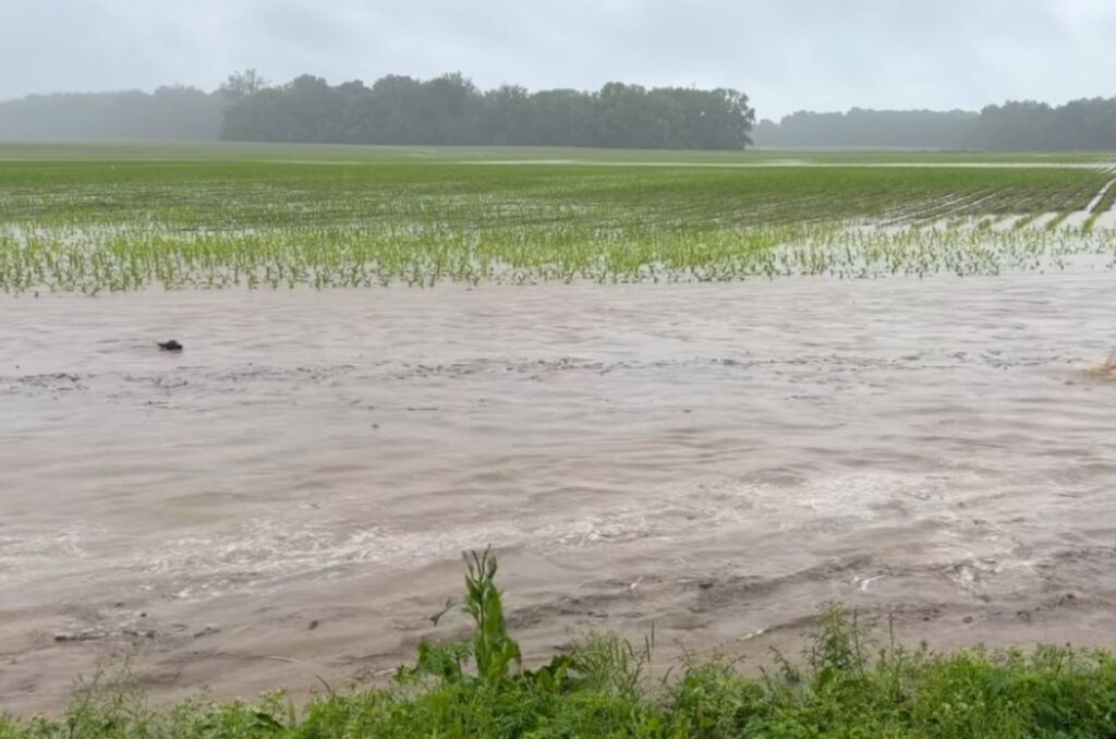 dark shape floating in floodwaters