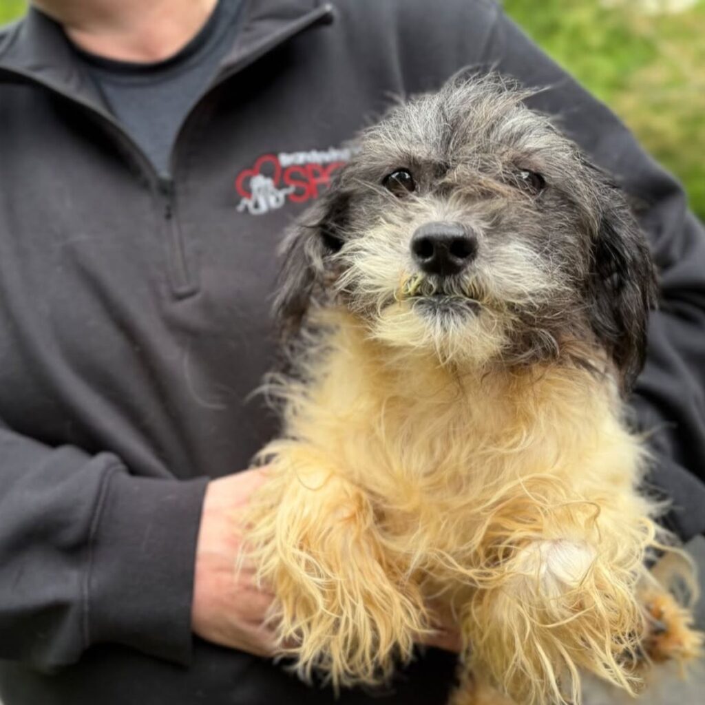 dog held by rescuer