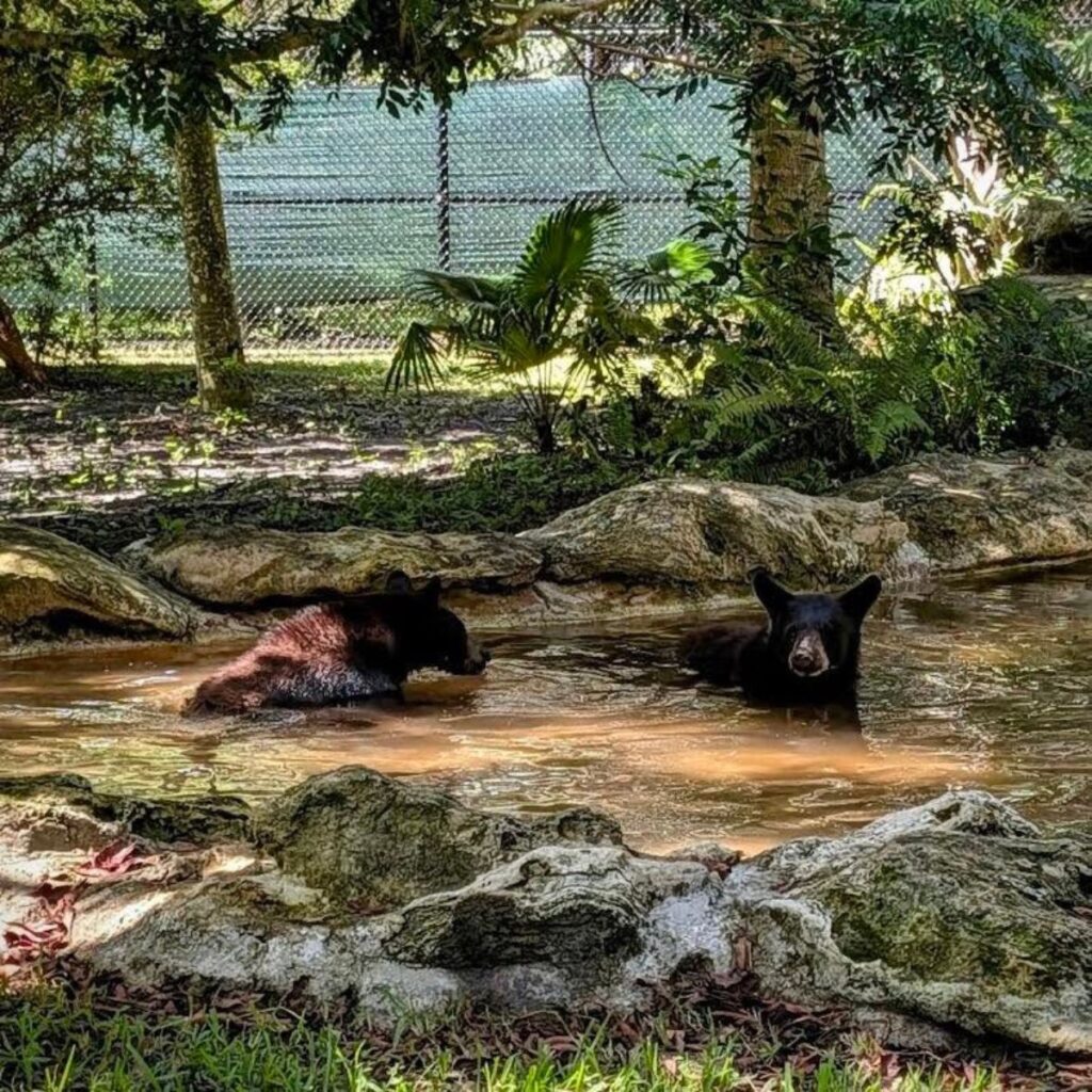 two young bears in a bear pool