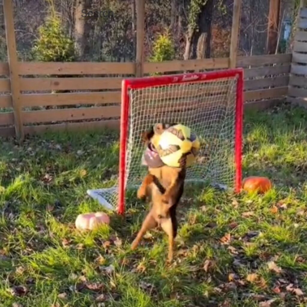 dog catching a ball in front of a soccer goal