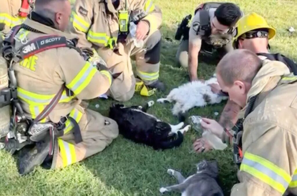 firefighters trying to revive unresponsive cats