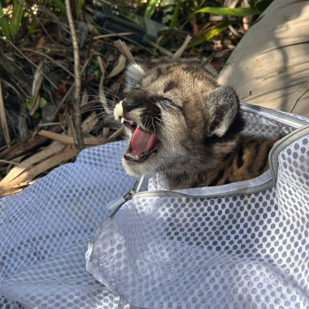 hissing panther kitten