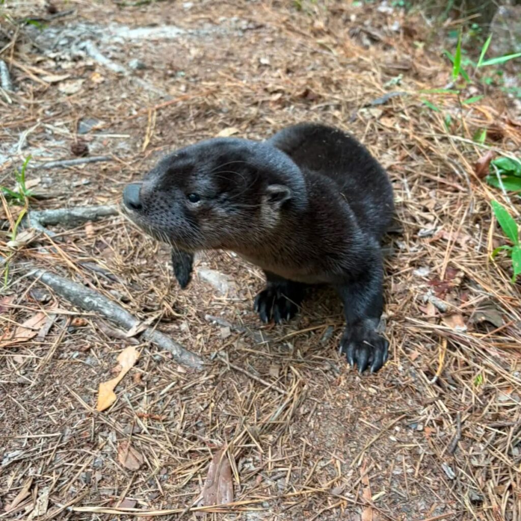 otter looking to the side