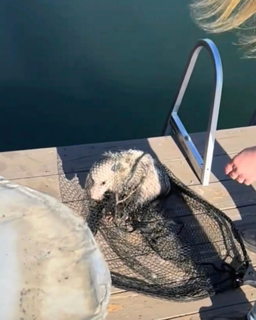 opossum caught in a net
