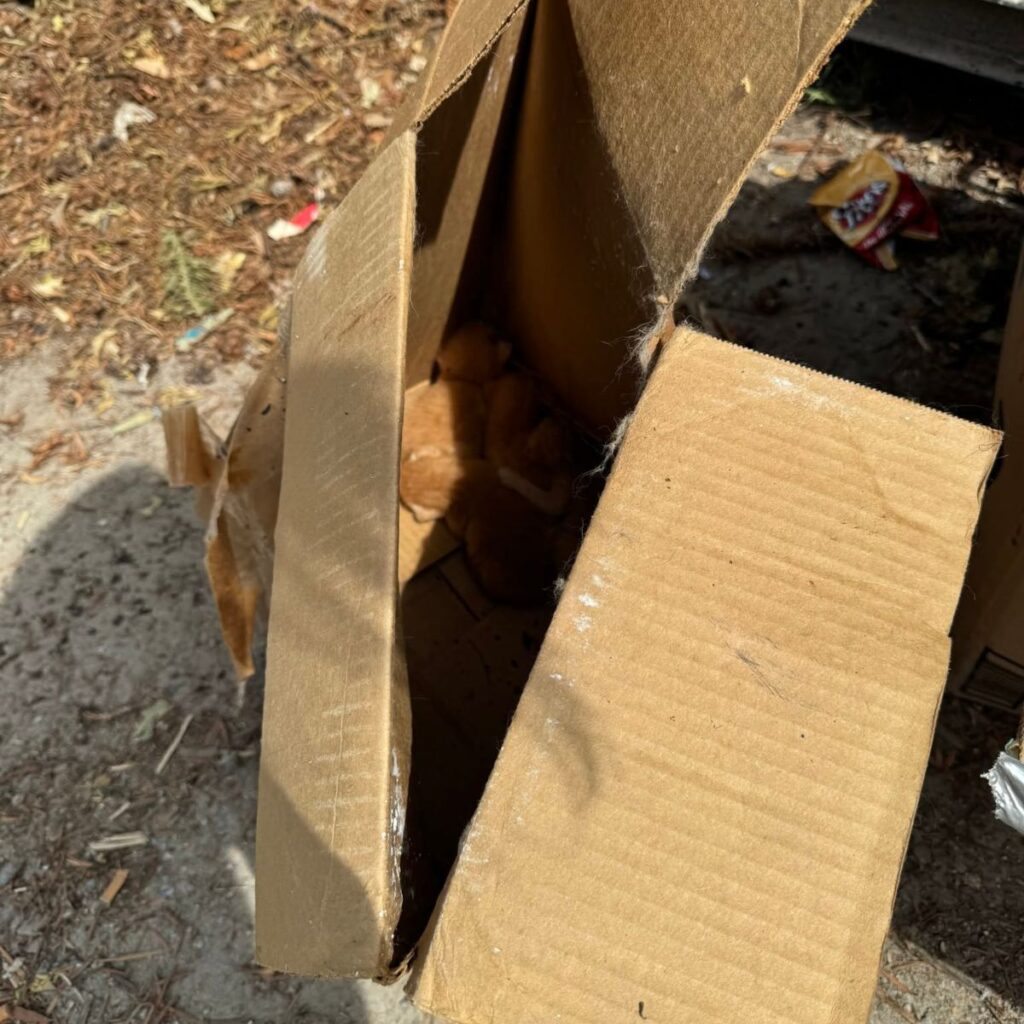 kittens huddled in a box