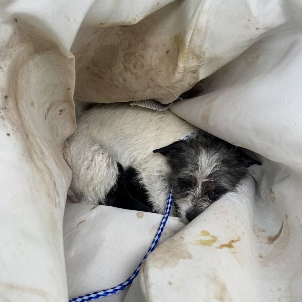 little dog lying in a laundry hamper