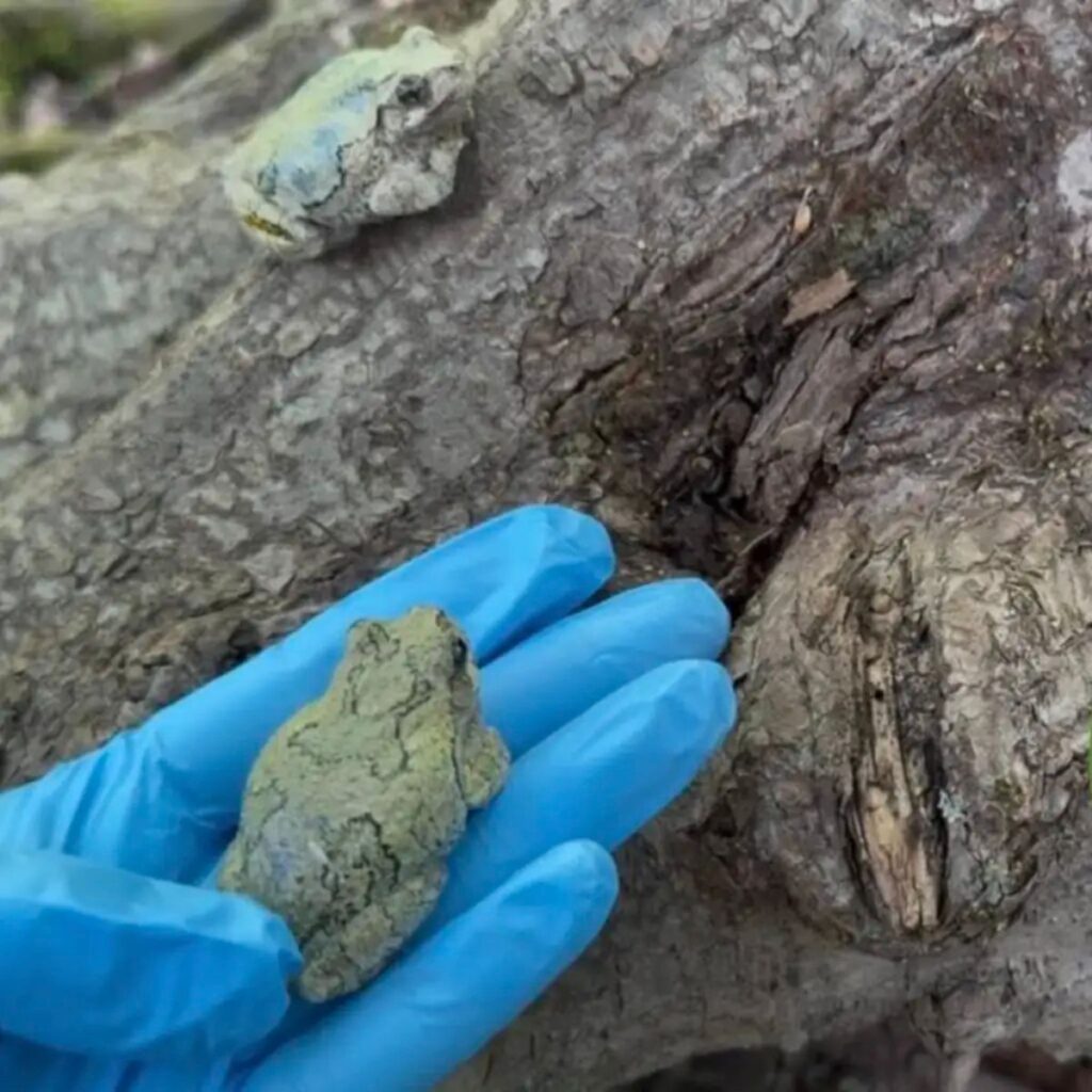 a frog in a human hand wearing a blue glove