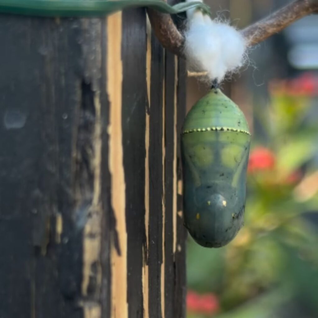 butterfly chrysalis hanging on a tree